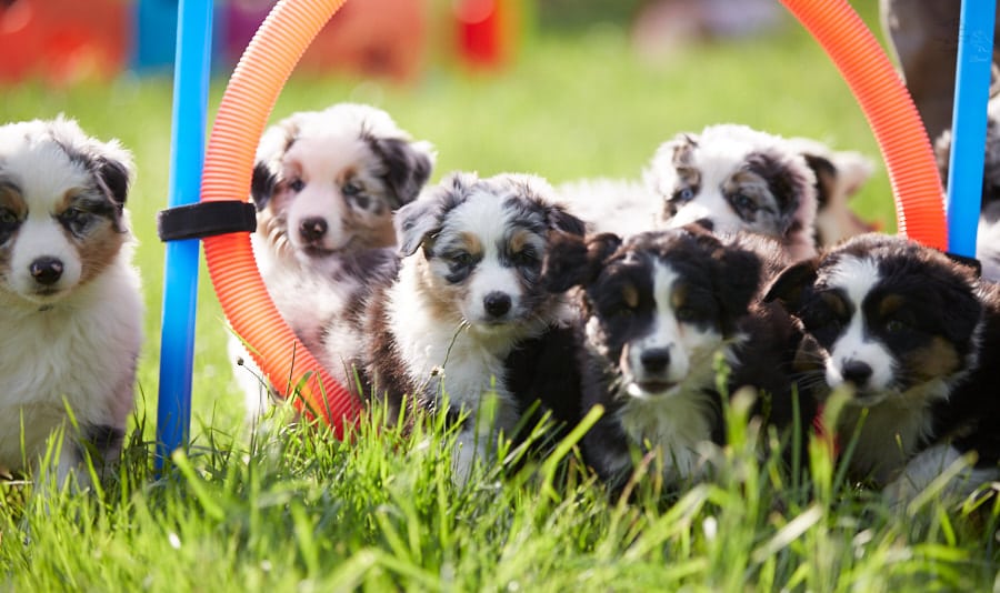 socialisation sociabilisation chiot berger australien