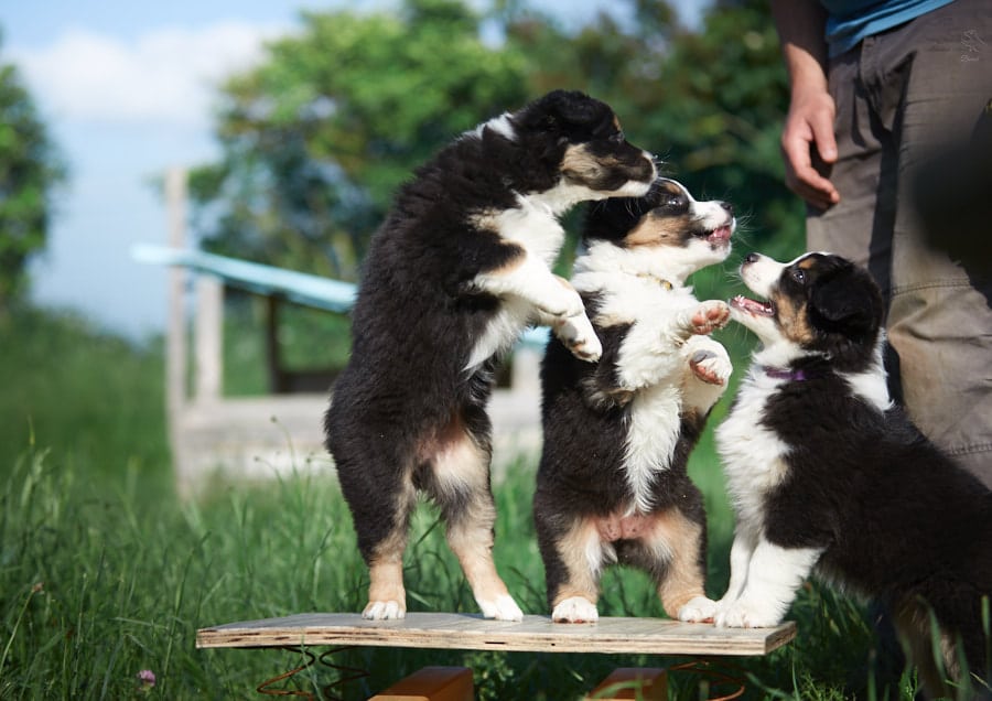 socialisation sociabilisation chiot berger australien