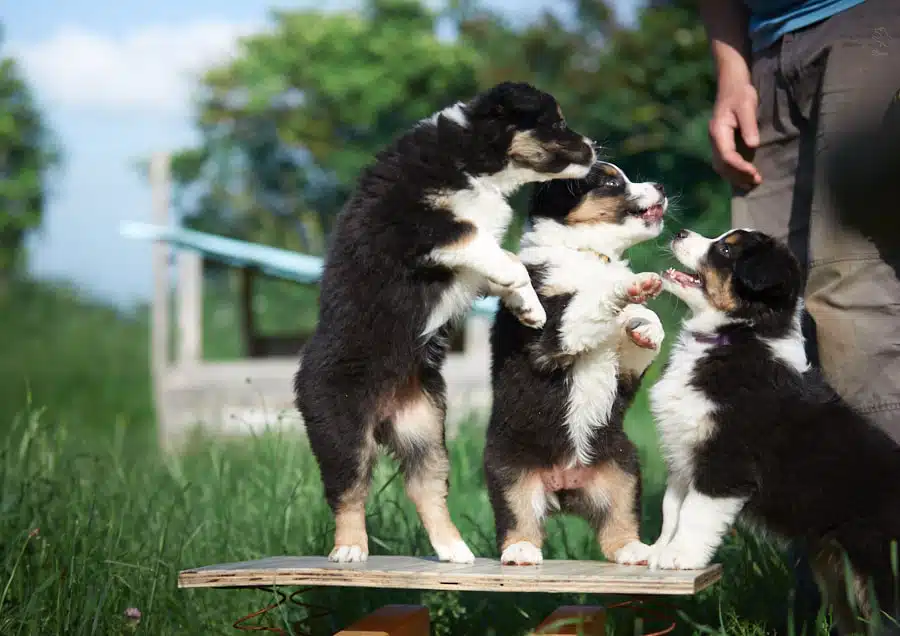 socialisation sociabilisation chiot berger australien