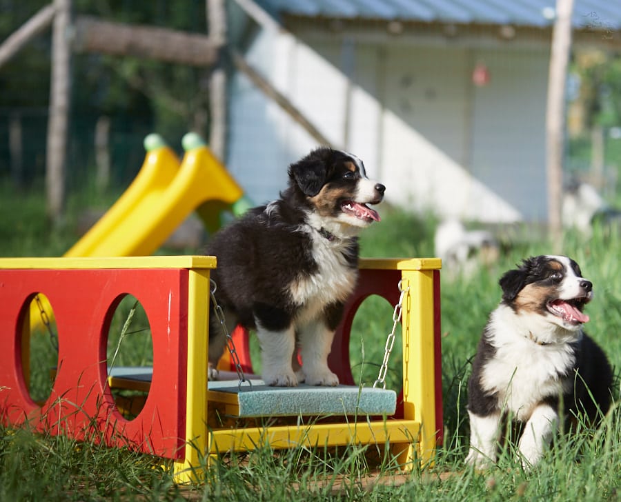 socialisation sociabilisation chiot berger australien