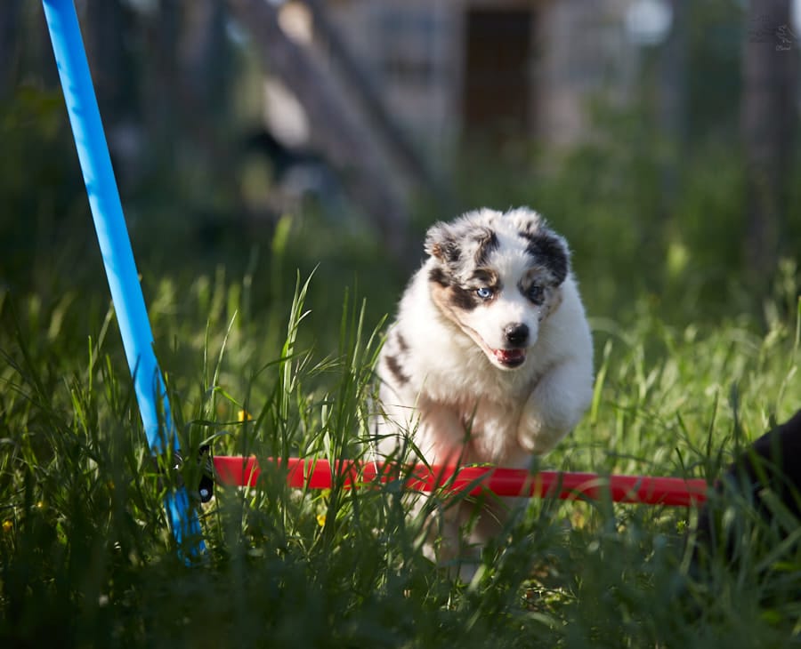 socialisation sociabilisation chiot berger australien