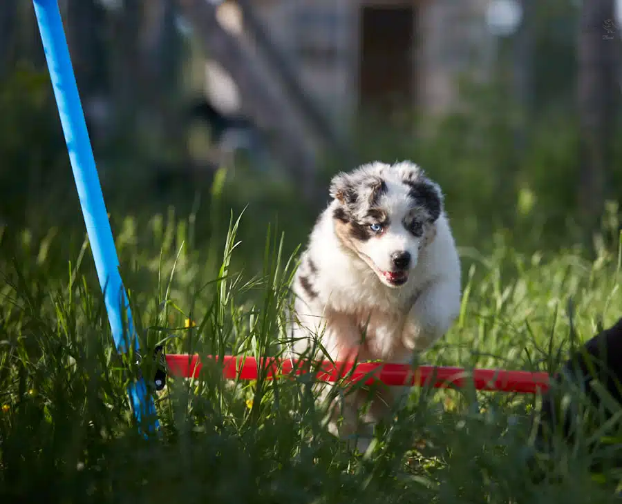 socialisation sociabilisation chiot berger australien