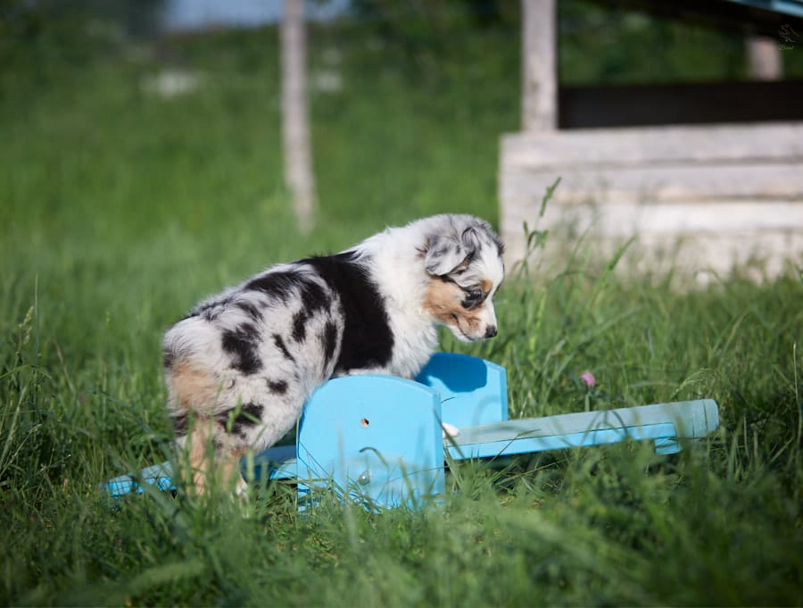 socialisation sociabilisation chiot berger australien