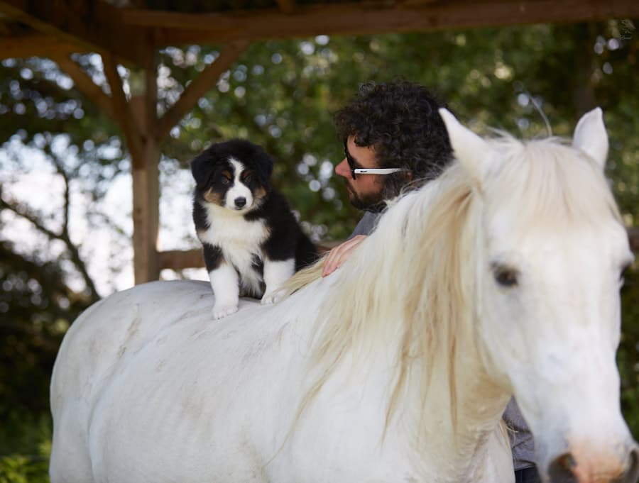 socialisation sociabilisation chiot berger australien