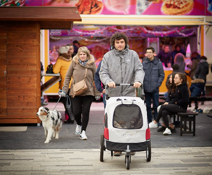 sociabilisation socialisation chiot berger australien