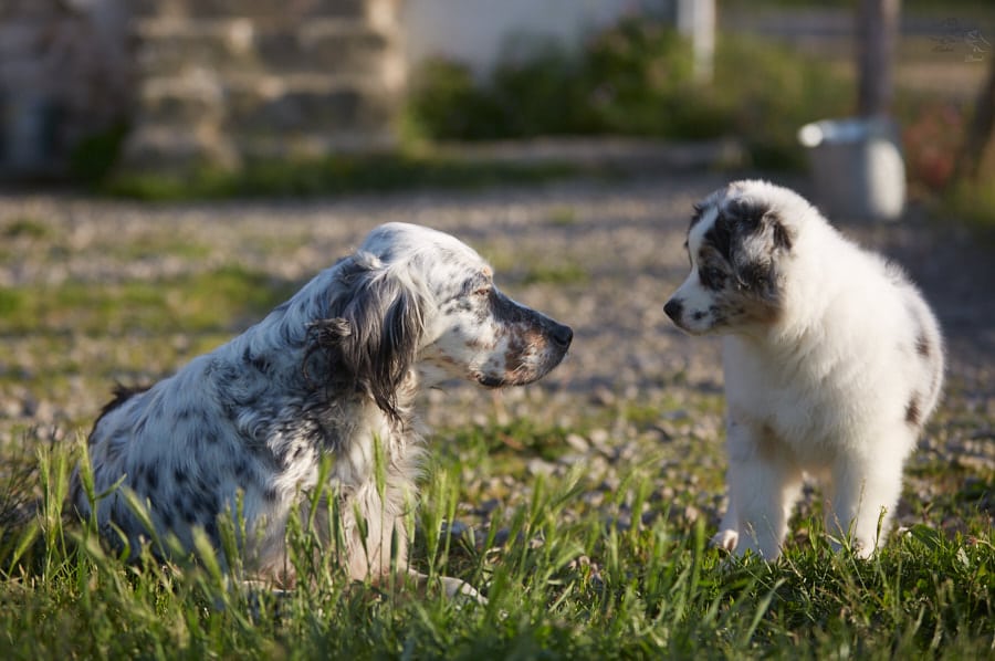 socialisation sociabilisation chiot berger australien