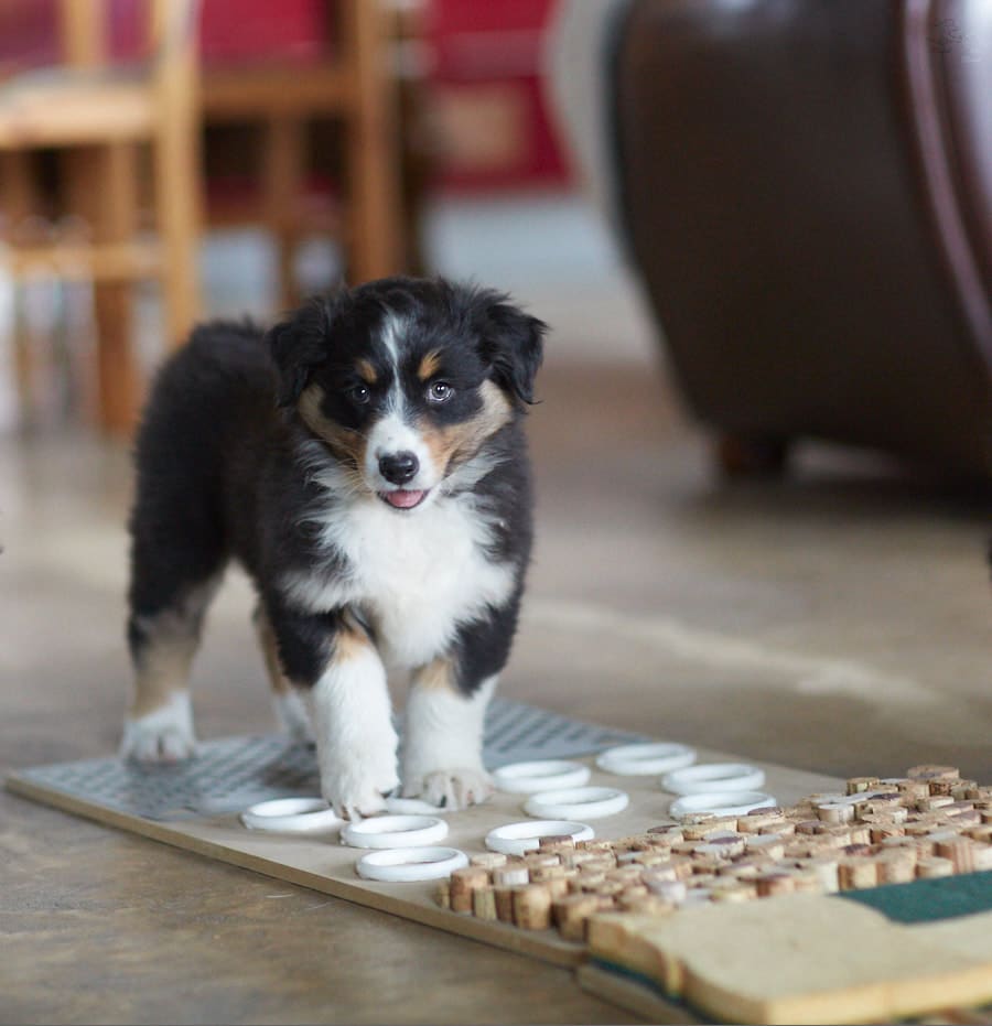 sociabilisation socialisation chiot berger australien