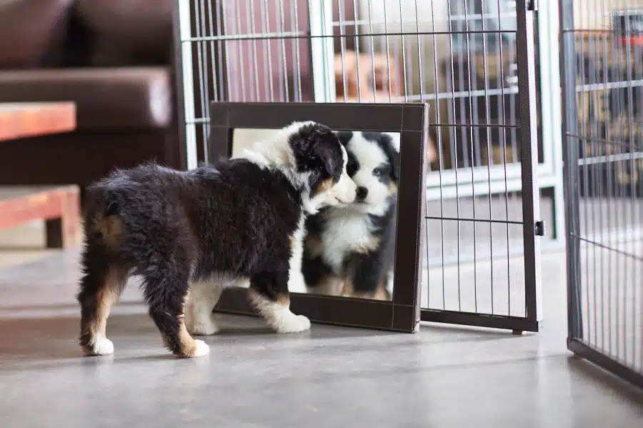 sociabilisation socialisation chiot berger australien