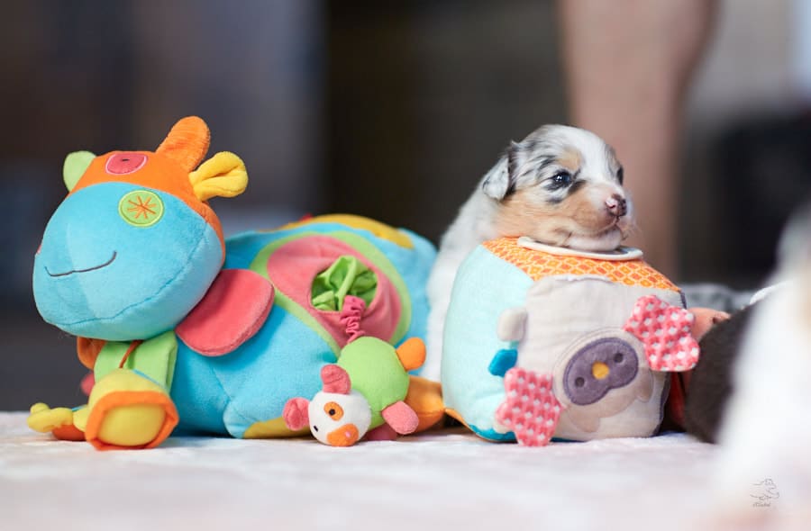 eveil socialisation sociabilisation chiot berger australien