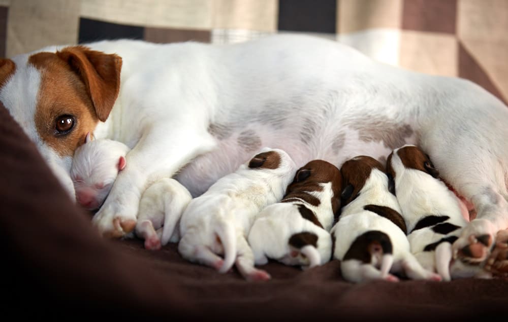 naissance chiot jack russel