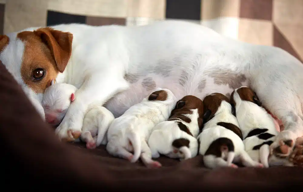 naissance chiot jack russel