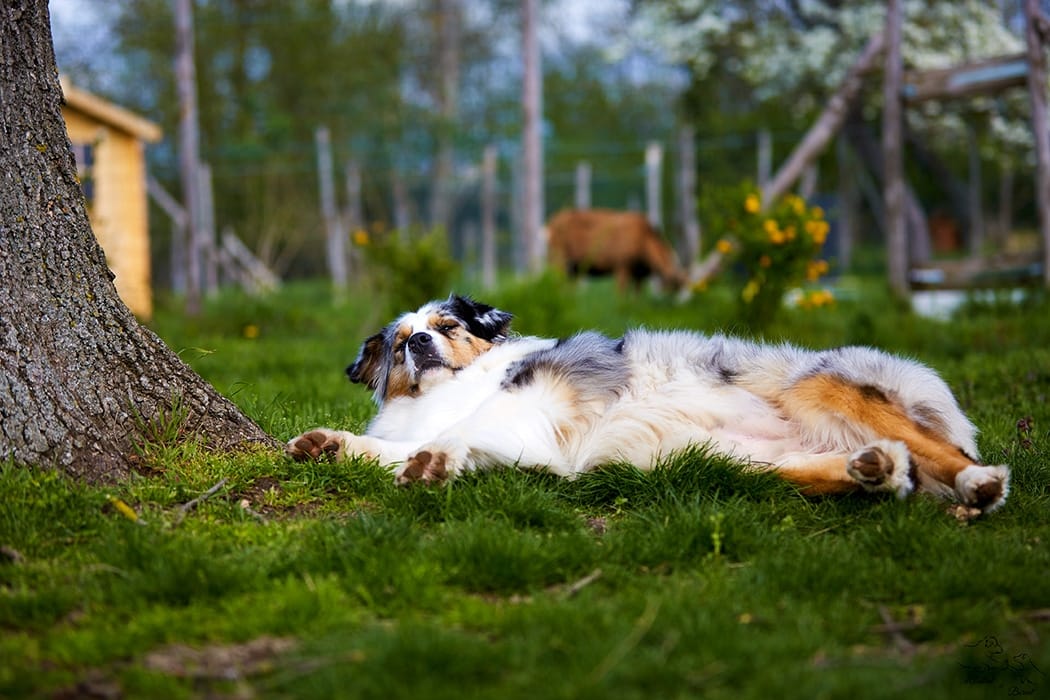 socialisation sociabilisation chiot berger australien