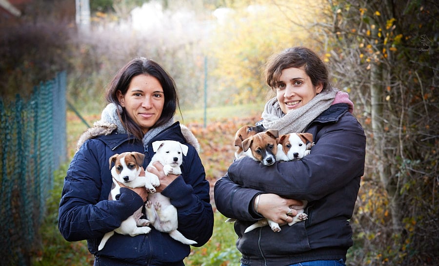 socialisation sociabilisation chiot jack russel