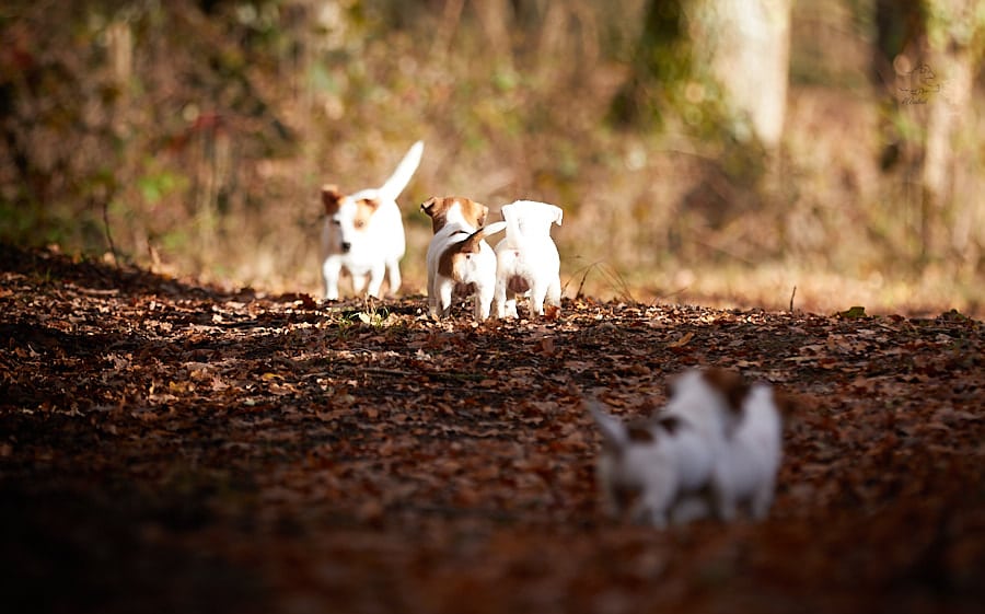 socialisation sociabilisation chiot jack russel