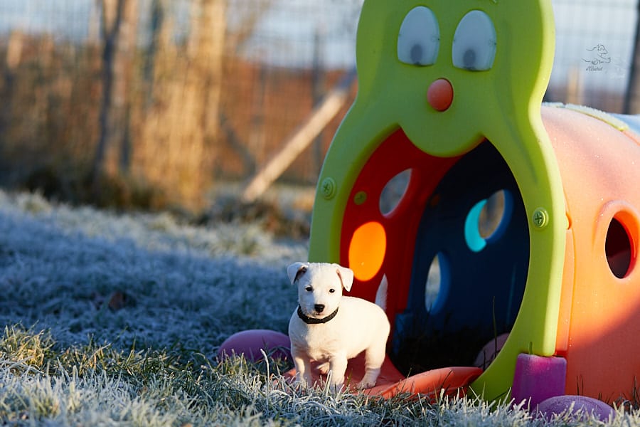 socialisation sociabilisation chiot jack russel