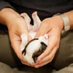 stimulation neurologique précoce sur un Jack Russell