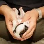 stimulation neurologique précoce sur un Jack Russell