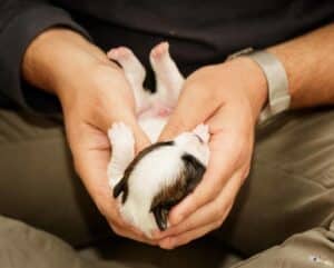 stimulation neurologique précoce sur un Jack Russell