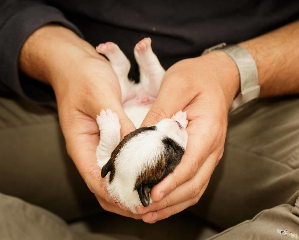 stimulation neurologique précoce sur un Jack Russell