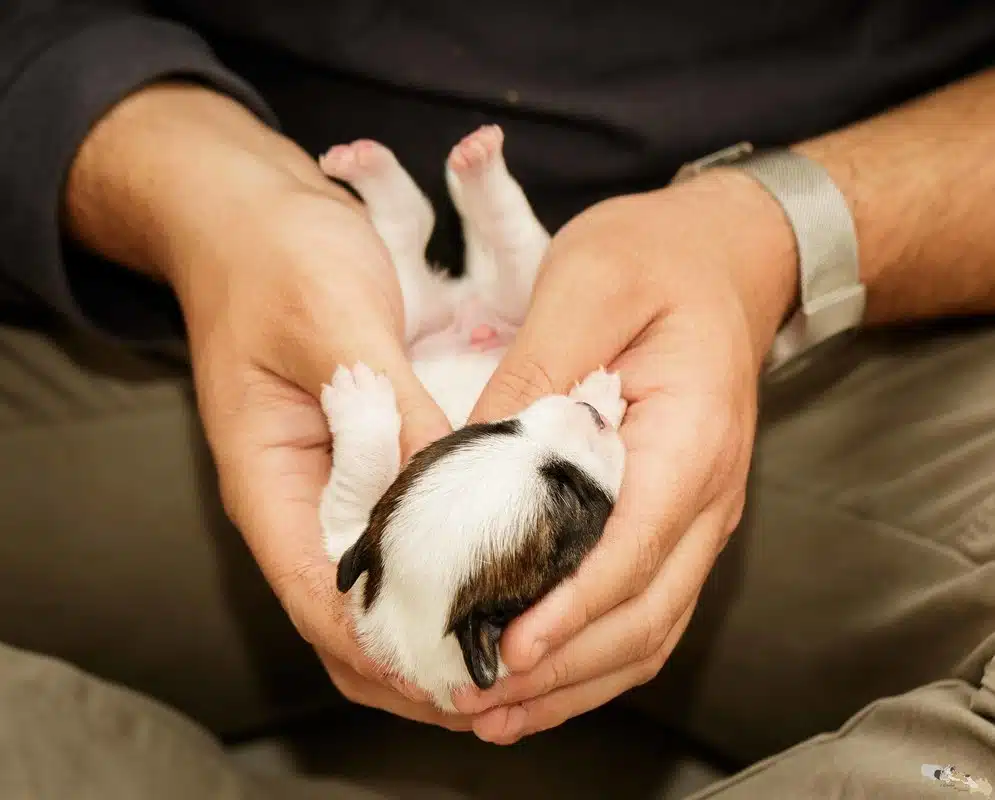 stimulation neurologique précoce sur un Jack Russell