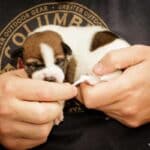 stimulation neurologique précoce sur un Jack Russell