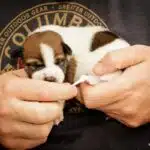 stimulation neurologique précoce sur un Jack Russell