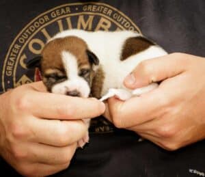 stimulation neurologique précoce sur un Jack Russell