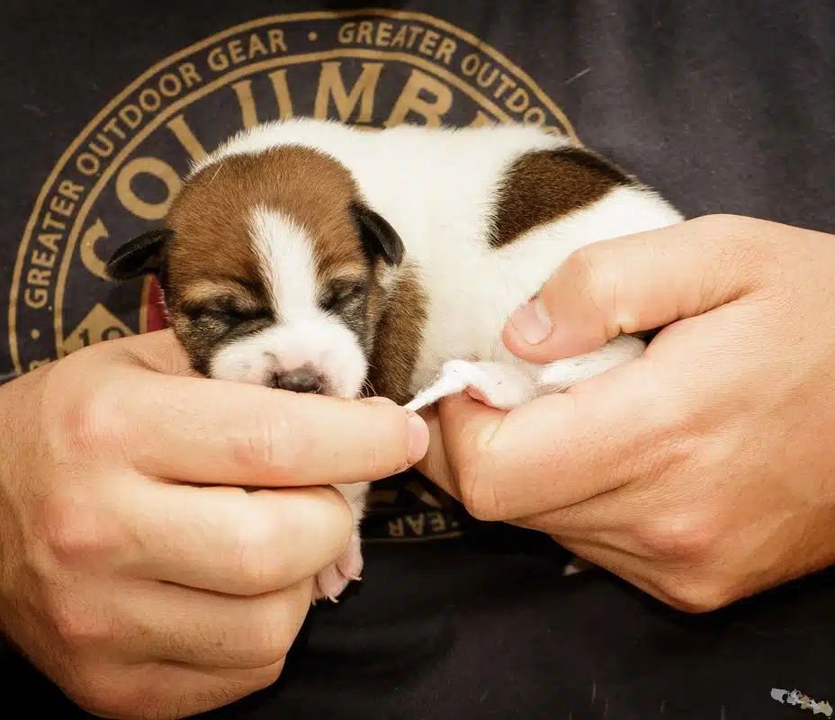 stimulation neurologique précoce sur un Jack Russell