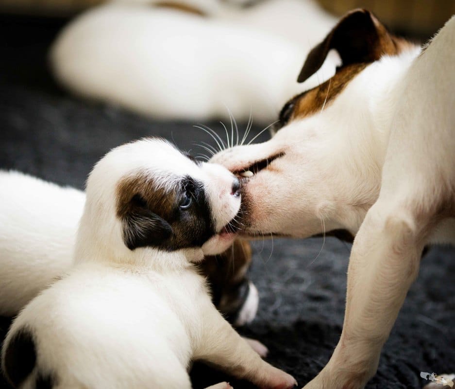 socialisation du chiot jack russel