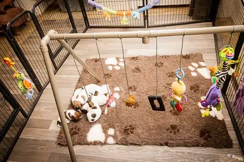 eveil socialisation sociabilisation chiot
