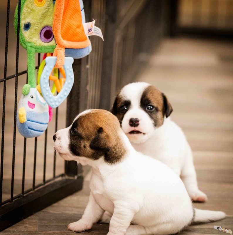 eveil socialisation sociabilisation chiot jack russel