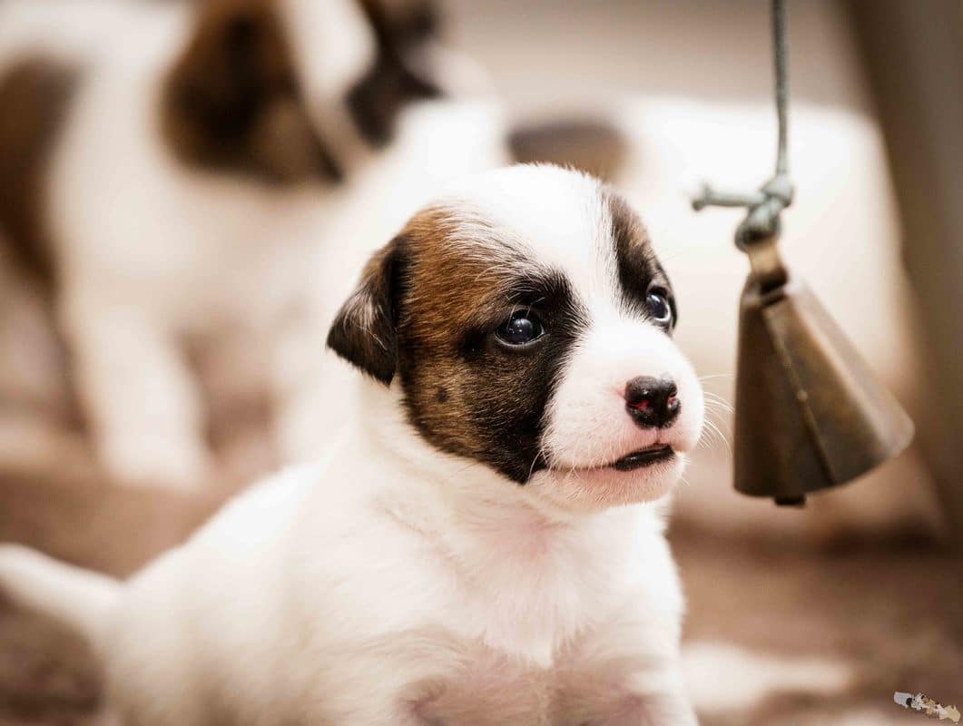 eveil socialisation sociabilisation chiot jack russel