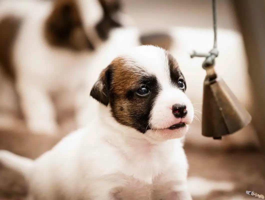 eveil socialisation sociabilisation chiot jack russel