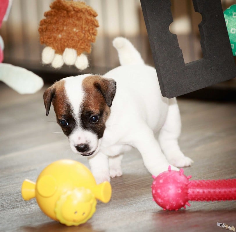 eveil socialisation sociabilisation chiot jack russel