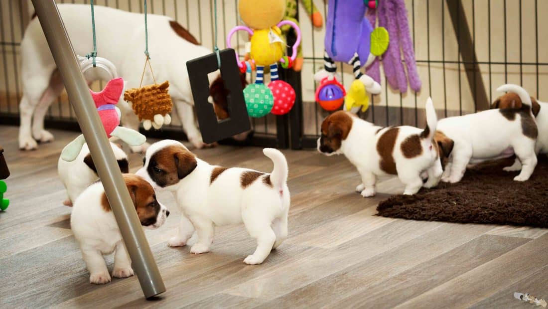 eveil socialisation sociabilisation chiot jack russel