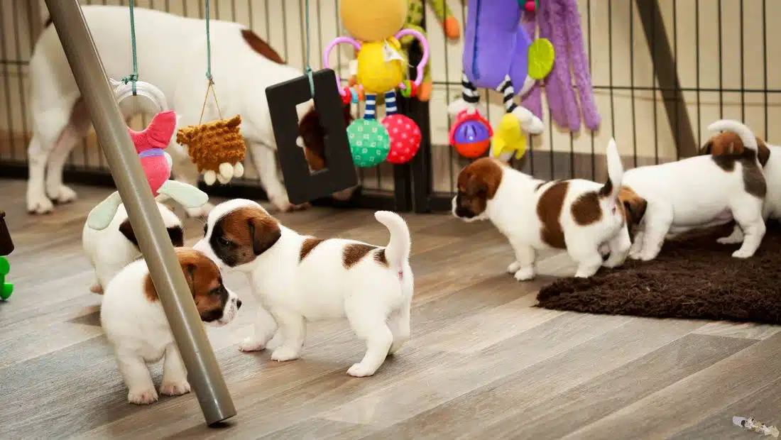 eveil socialisation sociabilisation chiot jack russel