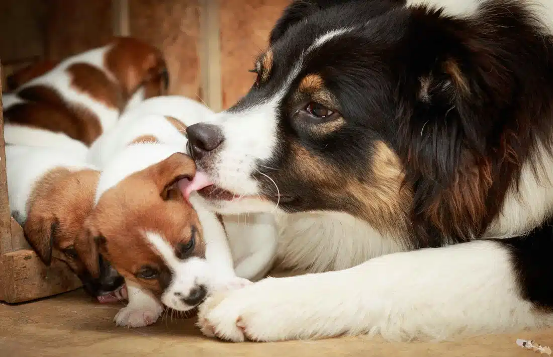 communication canine socialisation chiot