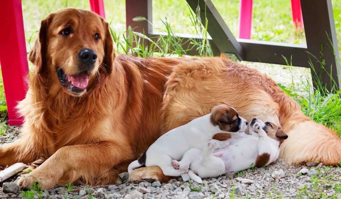 socialisation sociabilisation chiot jack russel