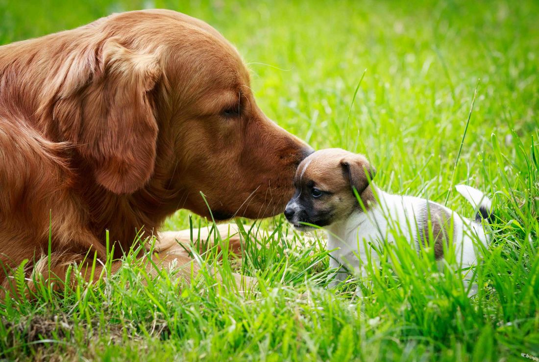 socialisation sociabilisation chiot jack russel