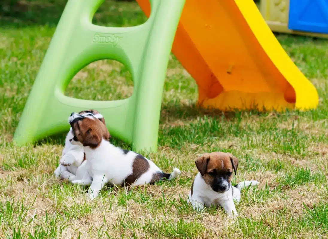 socialisation sociabilisation chiot jack russel