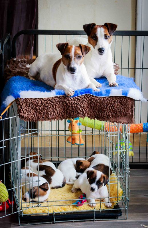 sociabilisation socialisation chiot jack russel