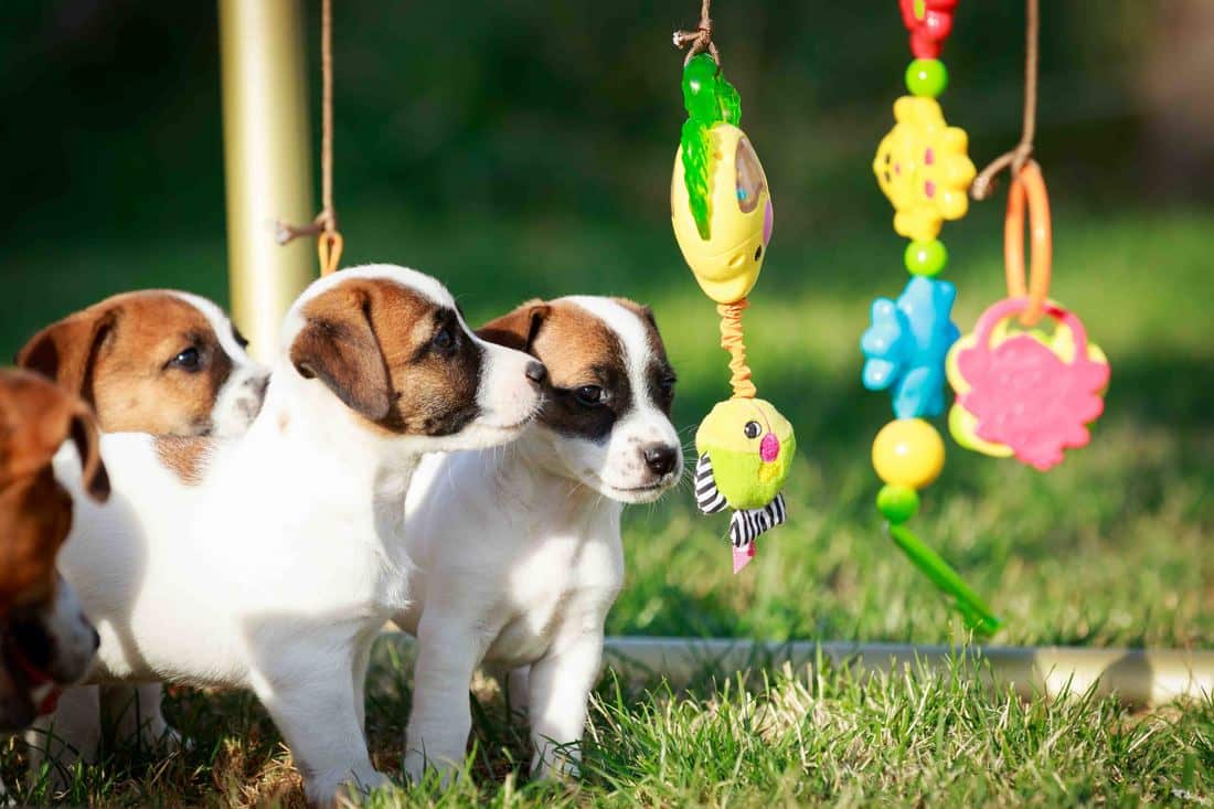 socialisation sociabilisation chiot jack russel