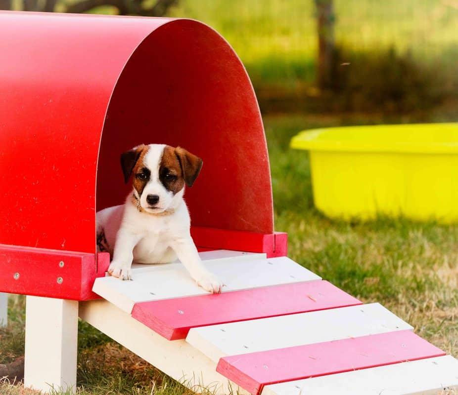 socialisation sociabilisation chiot jack russel