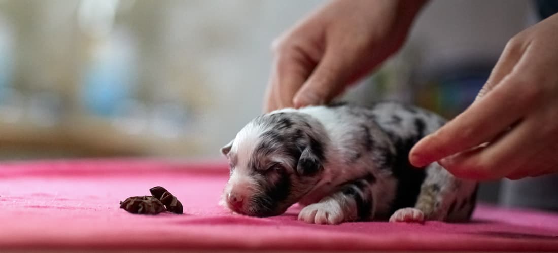 stimulation olfactive précoce chiot berger australien