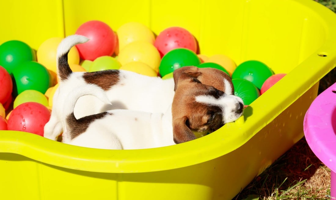 socialisation sociabilisation chiot jack russel