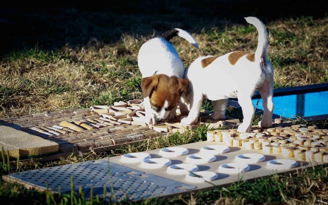 sociabilisation socialisation chiot jack russel
