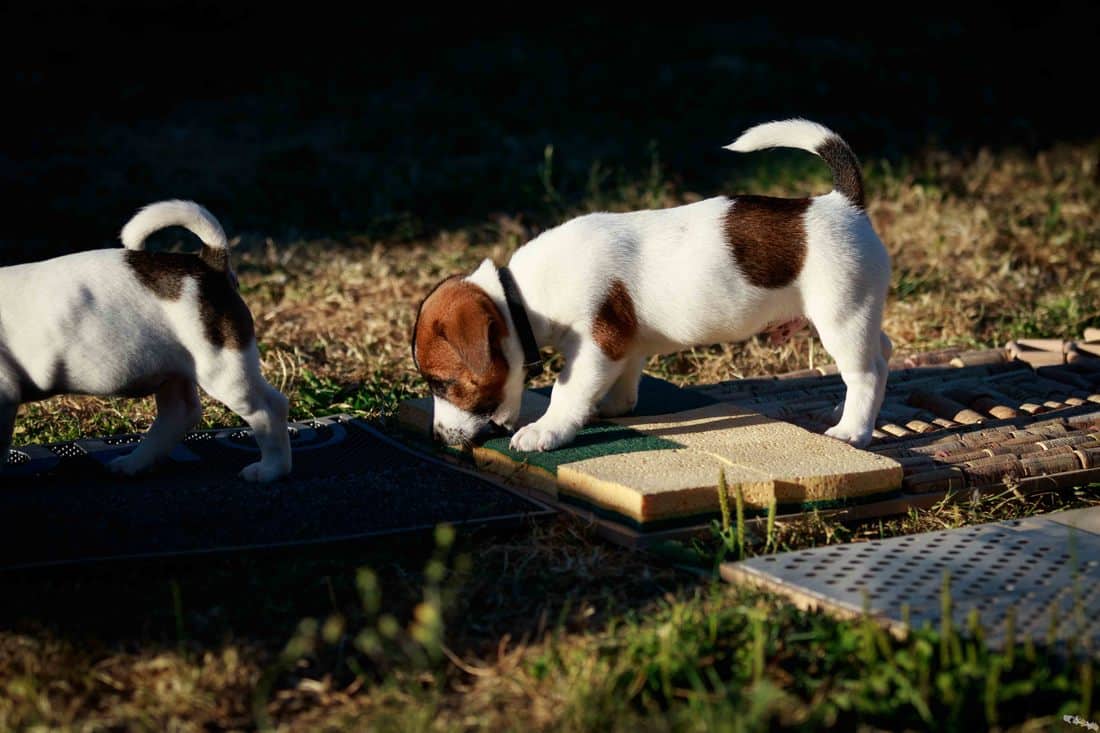 sociabilisation socialisation chiot jack russel