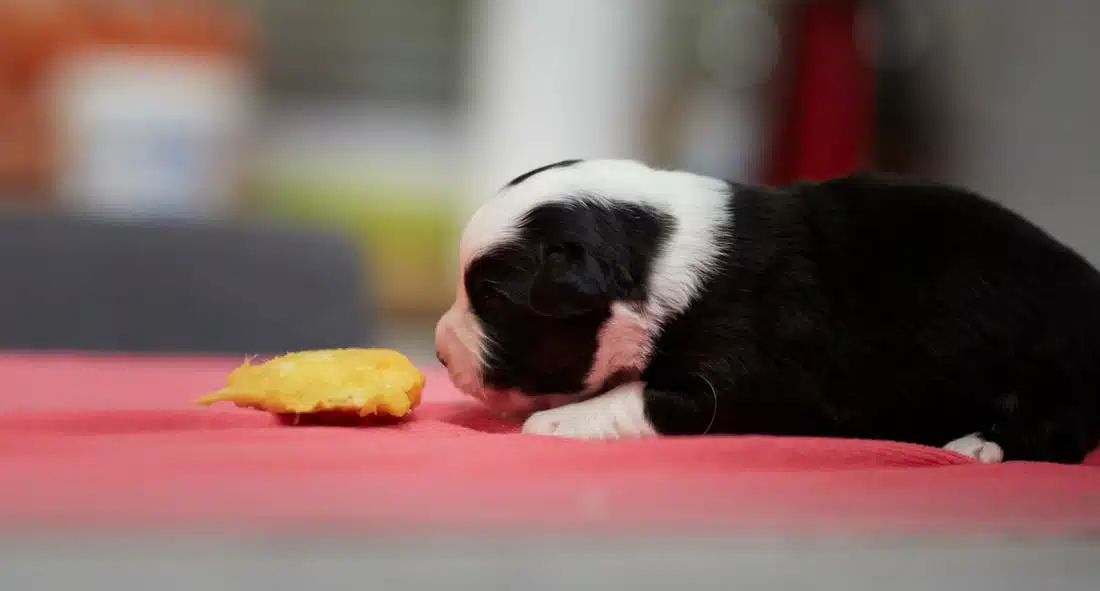 stimulation olfactive précoce chiot berger australien