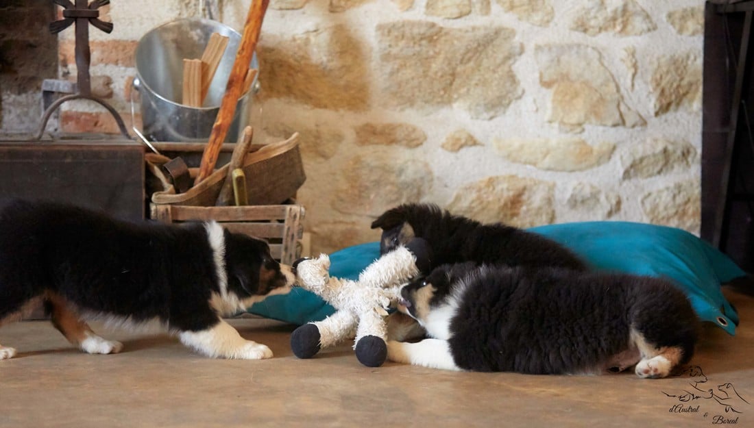 socialisation sociabilisation chiot berger australien