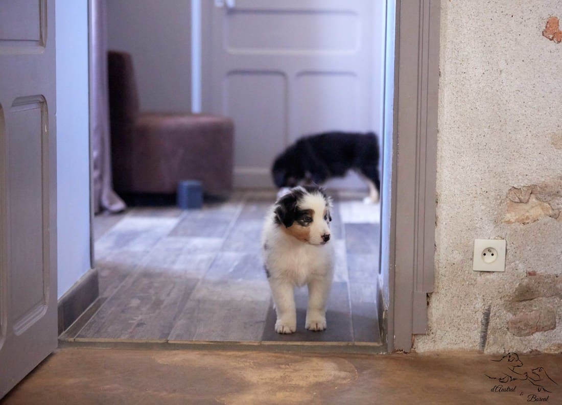 socialisation sociabilisation chiot berger australien